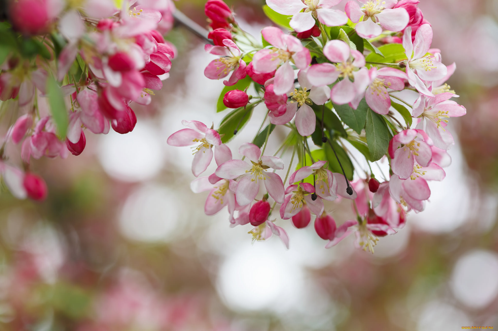 Очень красиво цветет. Спринг Брайт яблоня. Цветущая дерево. Весенние цветы. Веточки цветущих деревьев.
